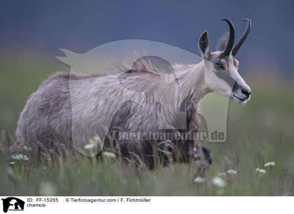 chamois / FF-15265