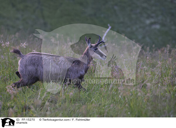 chamois / FF-15270