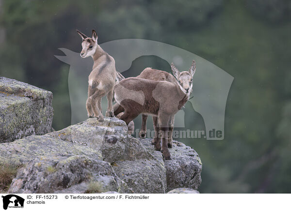 chamois / FF-15273