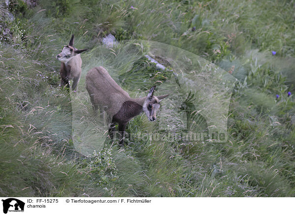 chamois / FF-15275