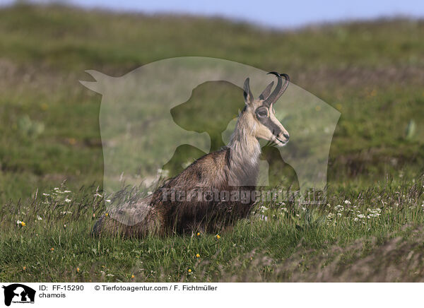 Gmse / chamois / FF-15290