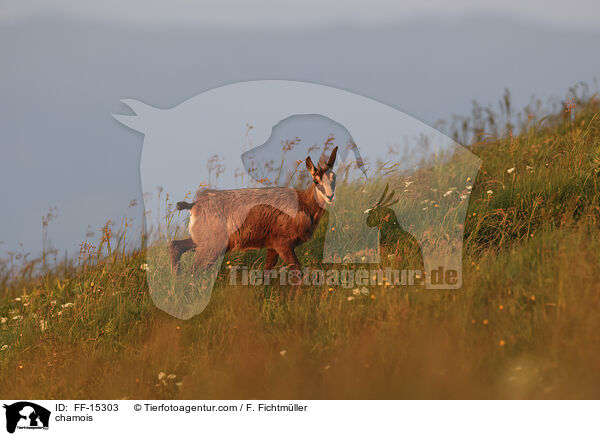 chamois / FF-15303