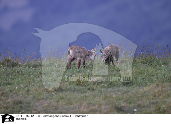 chamois / FF-15312