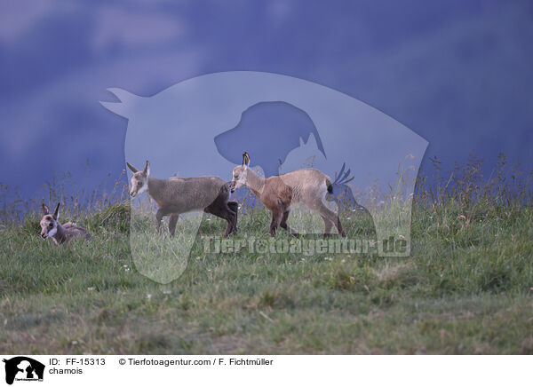 chamois / FF-15313