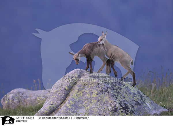 chamois / FF-15315