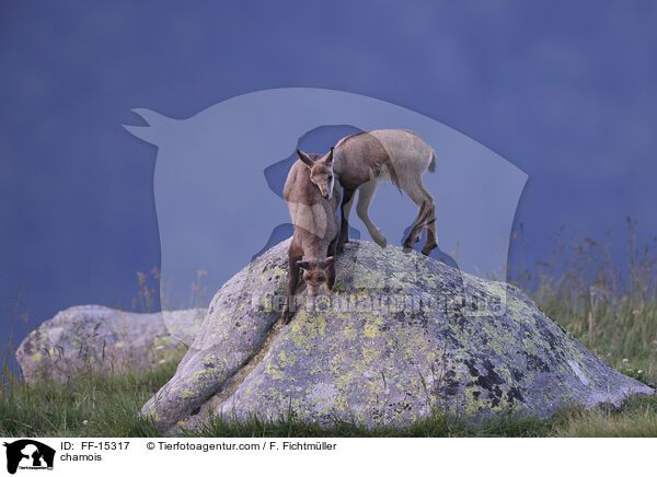 chamois / FF-15317
