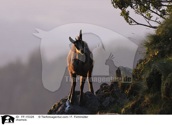chamois / FF-15328