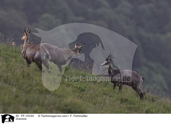 chamois / FF-15330