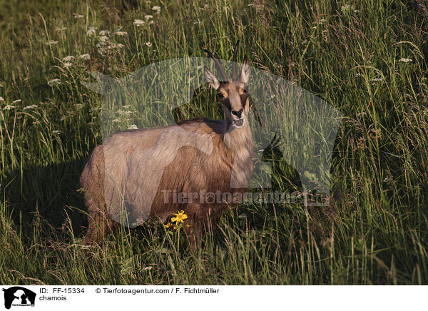 chamois / FF-15334