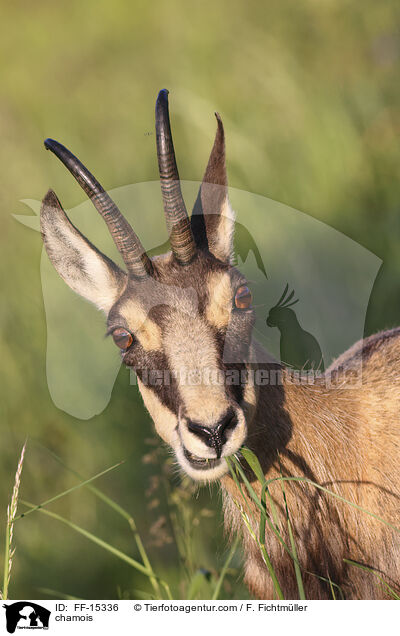 chamois / FF-15336