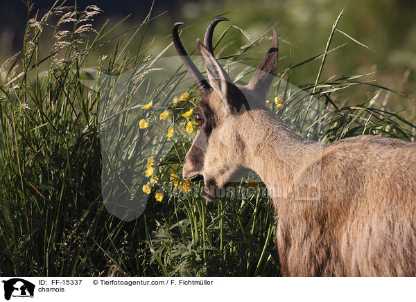 chamois / FF-15337