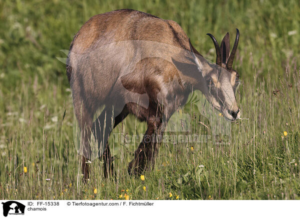 chamois / FF-15338