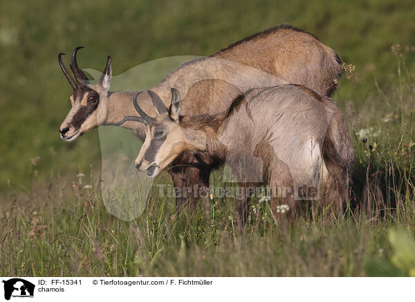 Gmse / chamois / FF-15341