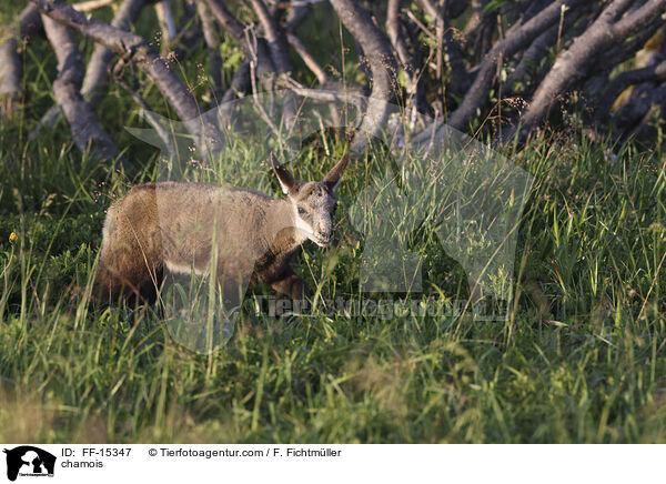 chamois / FF-15347