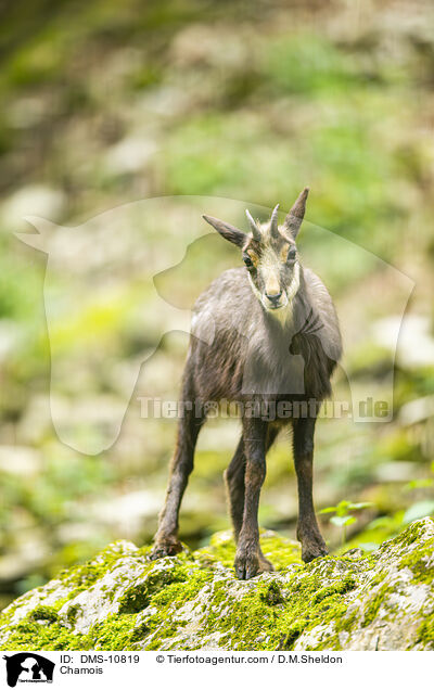 Gmse / Chamois / DMS-10819