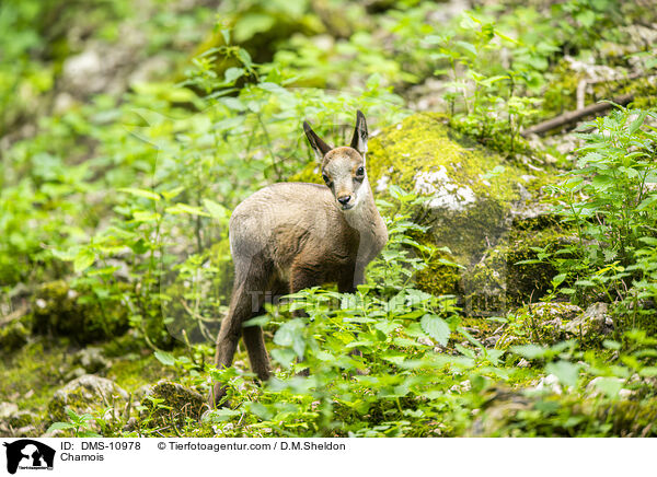 Gmse / Chamois / DMS-10978