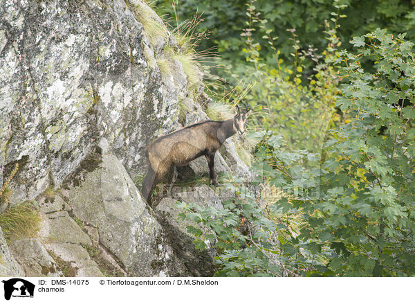 Gmse / chamois / DMS-14075