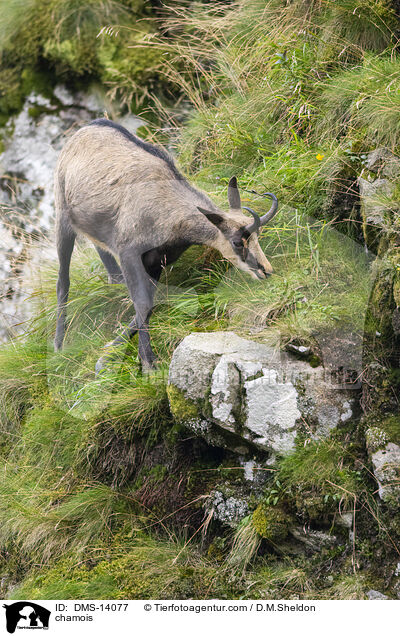 Gmse / chamois / DMS-14077