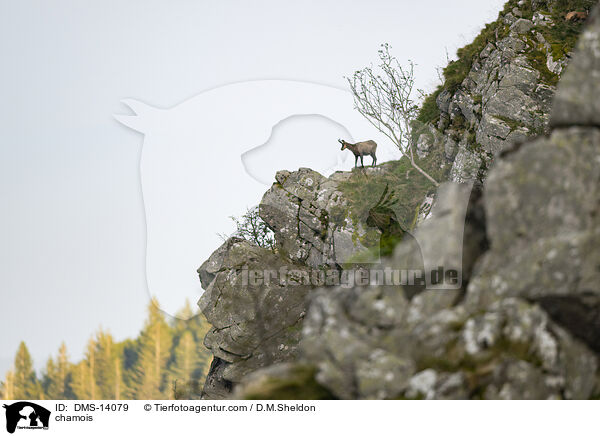 Gmse / chamois / DMS-14079