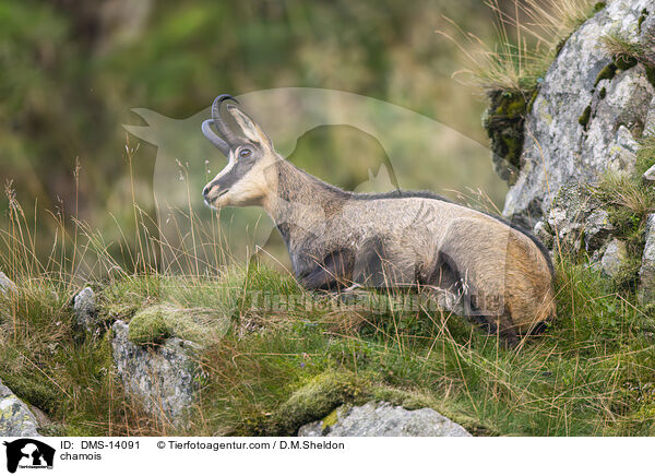 Gmse / chamois / DMS-14091