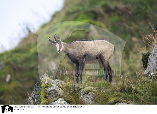Gmse / chamois / DMS-14093