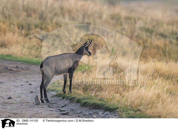 Gmse / chamois / DMS-14100