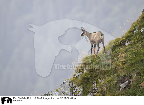 Gmse / chamois / DMS-14101