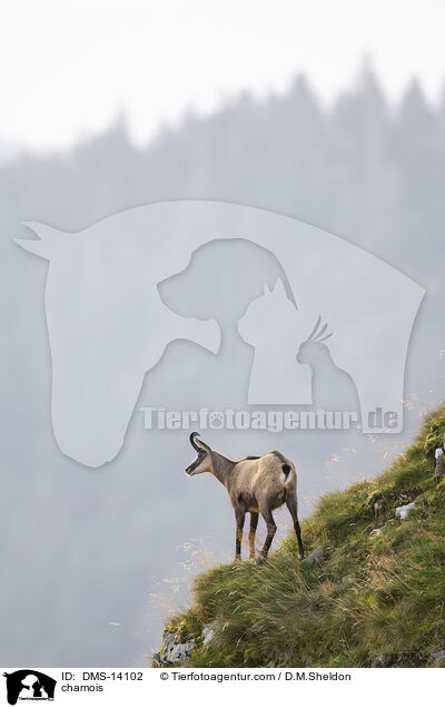 Gmse / chamois / DMS-14102