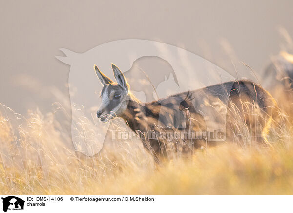 Gmse / chamois / DMS-14106