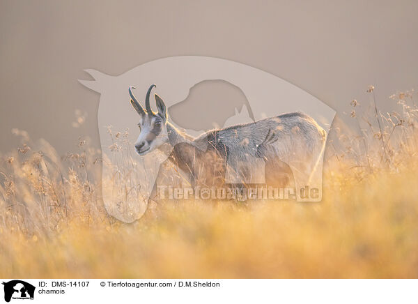 Gmse / chamois / DMS-14107