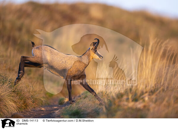 Gmse / chamois / DMS-14113