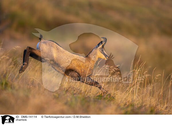 Gmse / chamois / DMS-14114