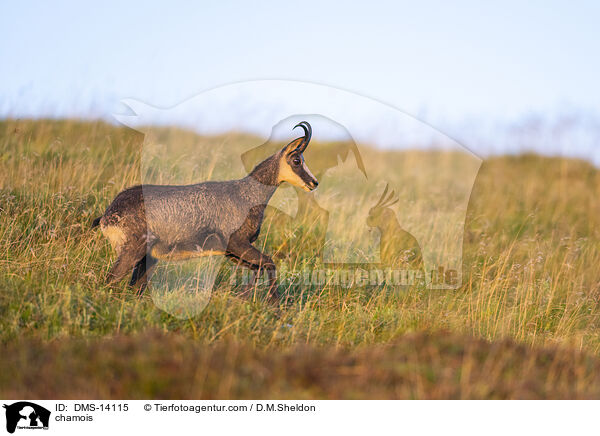 Gmse / chamois / DMS-14115