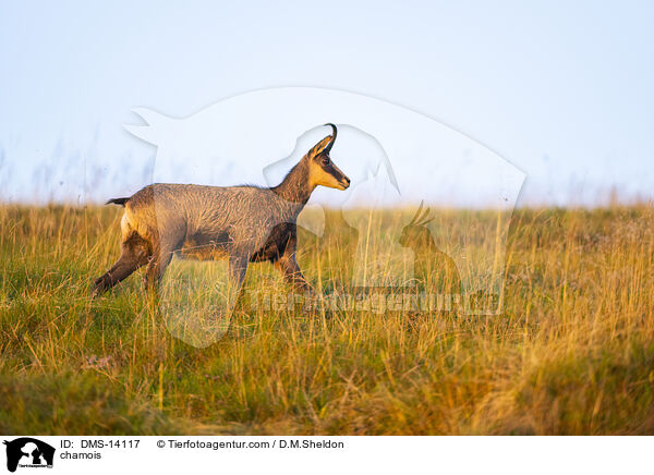 Gmse / chamois / DMS-14117