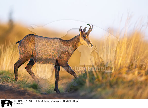 Gmse / chamois / DMS-14118