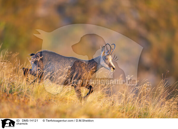 Gmse / chamois / DMS-14121