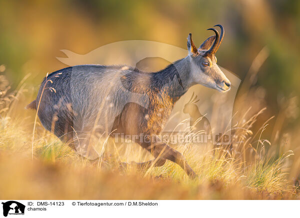 Gmse / chamois / DMS-14123