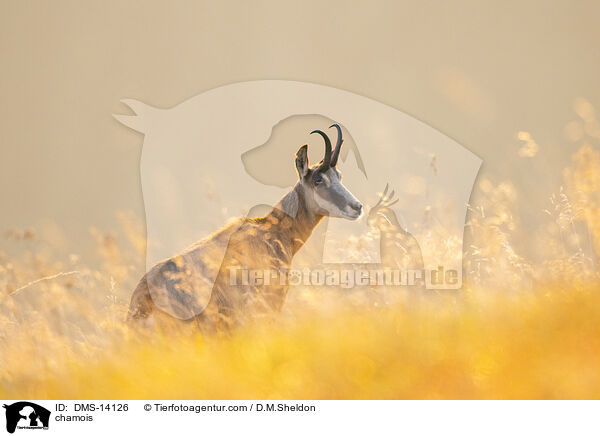 Gmse / chamois / DMS-14126