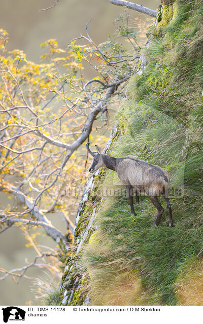 Gmse / chamois / DMS-14128