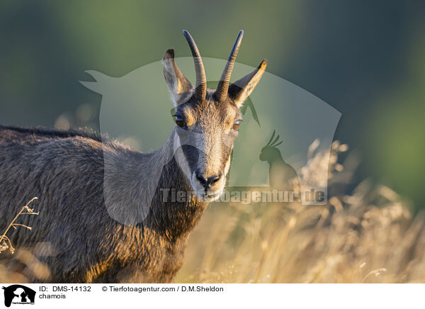 Gmse / chamois / DMS-14132