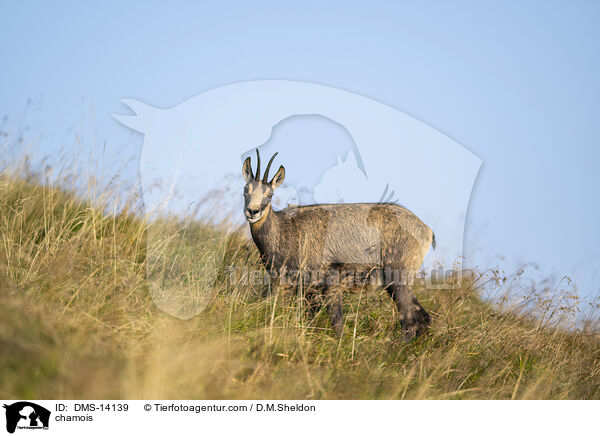 Gmse / chamois / DMS-14139