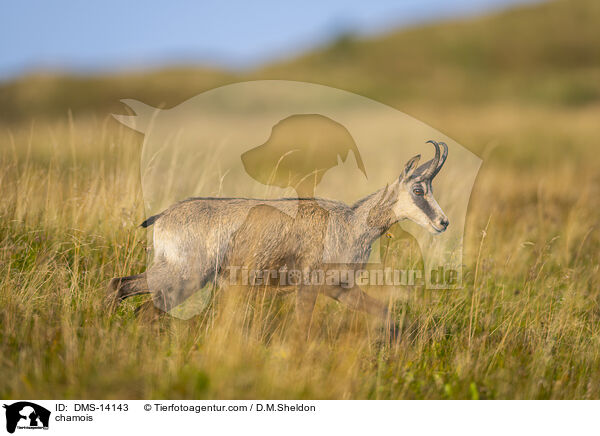 Gmse / chamois / DMS-14143