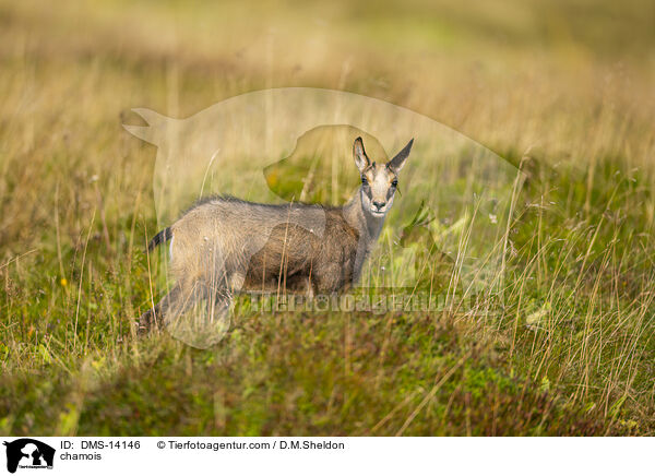 Gmse / chamois / DMS-14146
