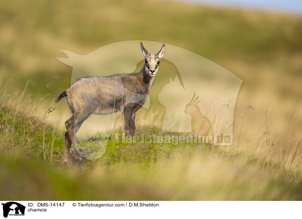 Gmse / chamois / DMS-14147