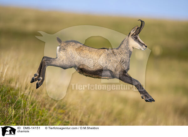 Gmse / chamois / DMS-14151