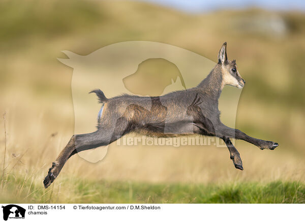 Gmse / chamois / DMS-14154