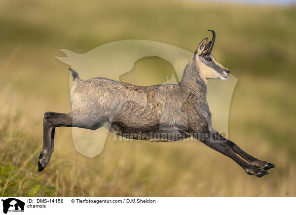 Gmse / chamois / DMS-14158