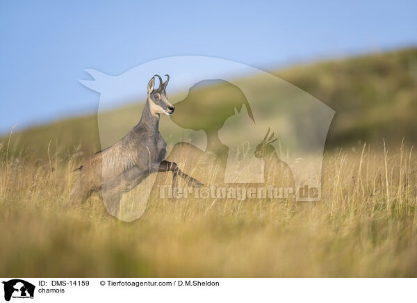 Gmse / chamois / DMS-14159