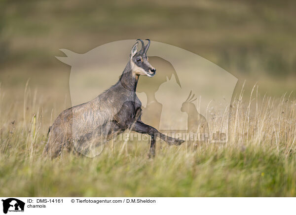 Gmse / chamois / DMS-14161