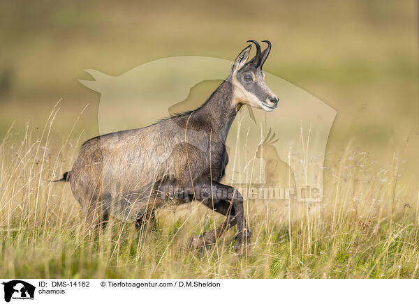 Gmse / chamois / DMS-14162